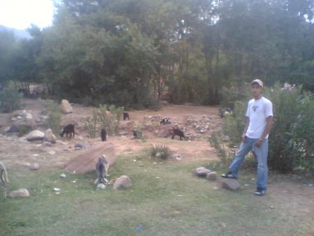 imad